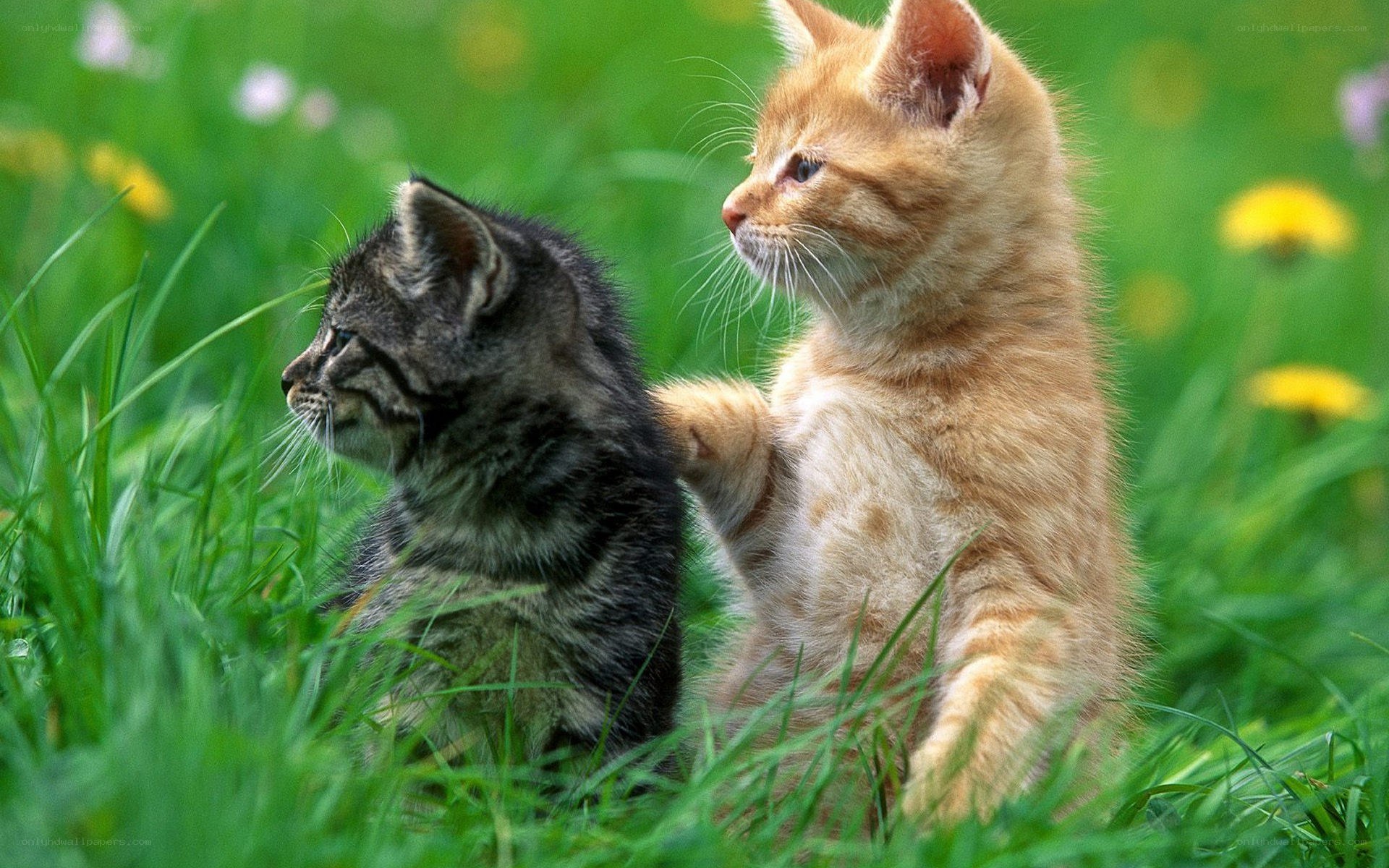 Two kittens in a grassy field