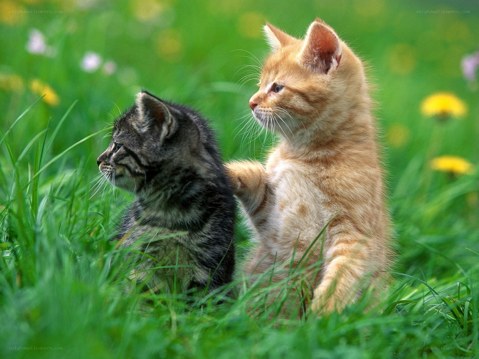 Two kittens in a grassy field