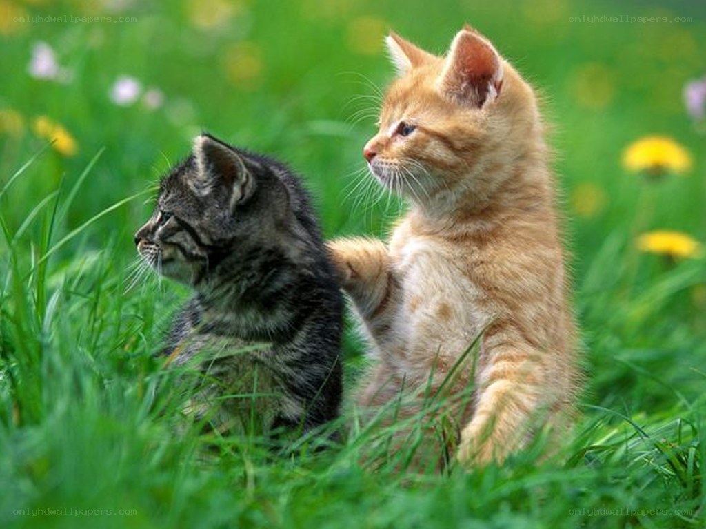 Two kittens in a grassy field