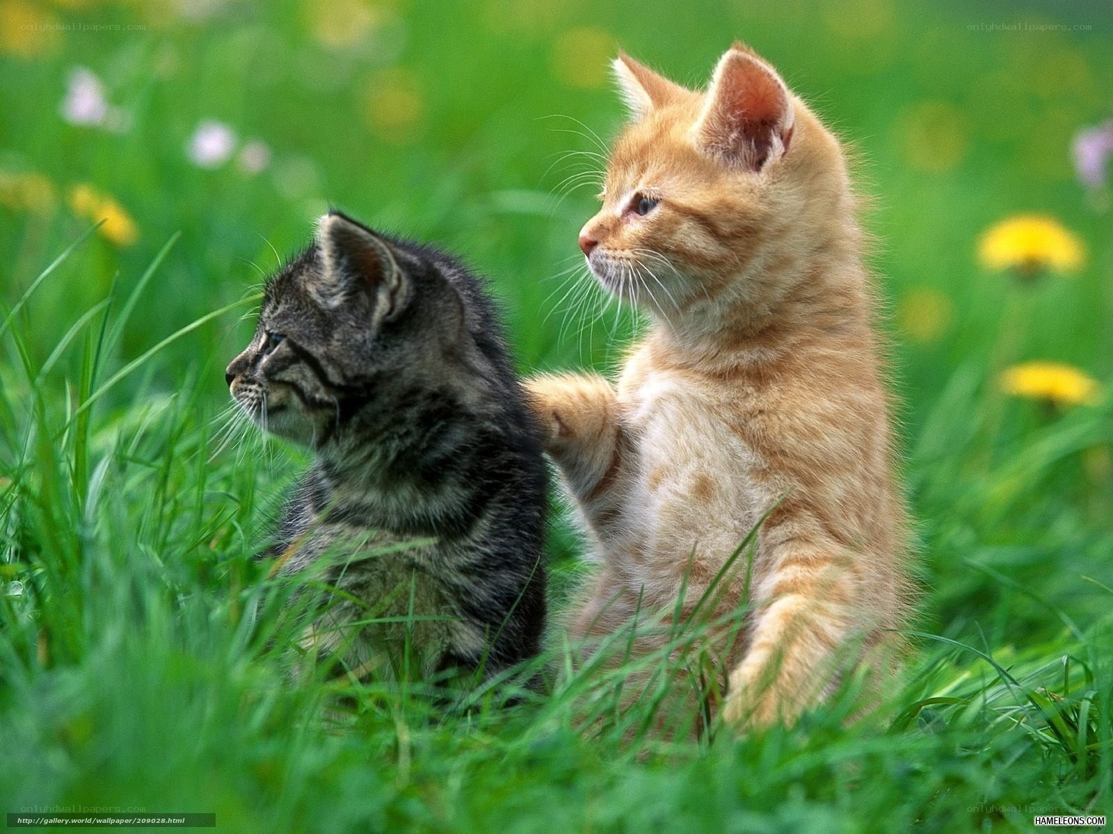 Two kittens in a grassy field