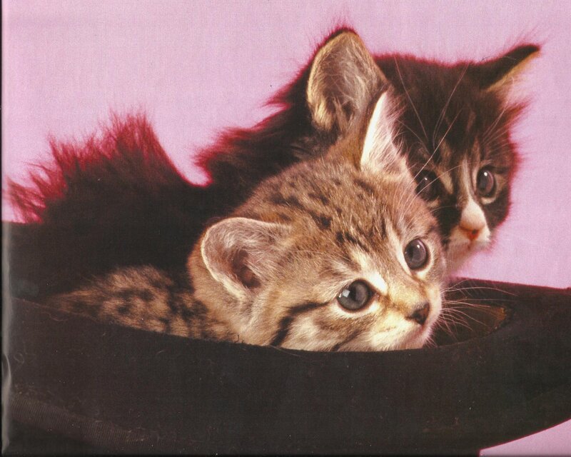 Two Kittens in a Hat — Black