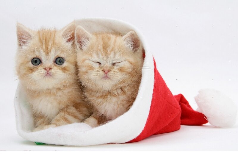 Two Kittens in a Hat — Red