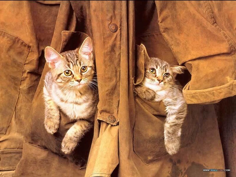 two kittens in a jacket