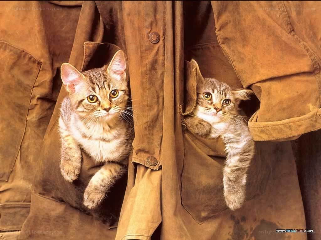 two kittens in a jacket