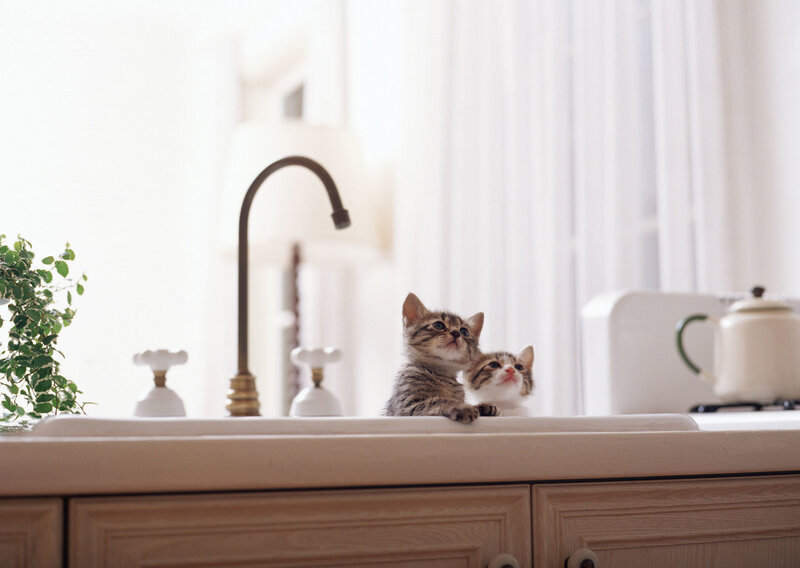 Two kittens in a kitchen