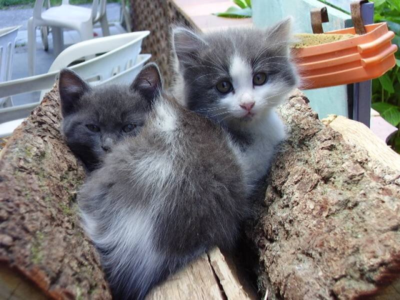 Two kittens in a log
