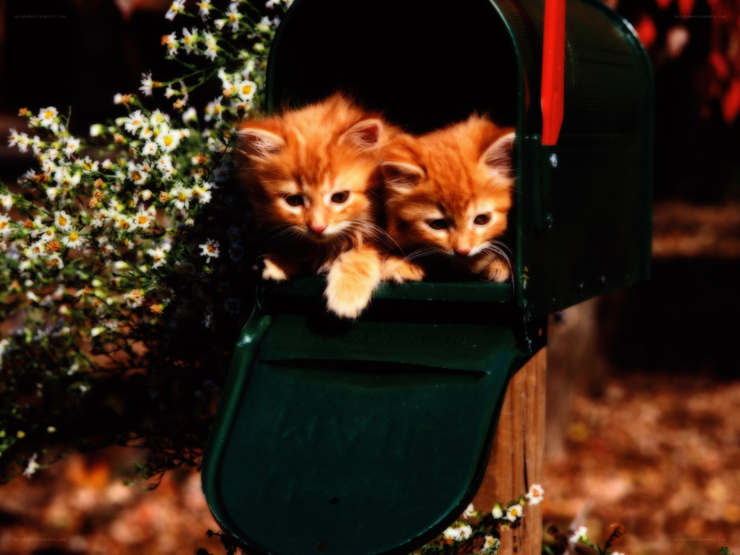 Two kittens in a mailbox