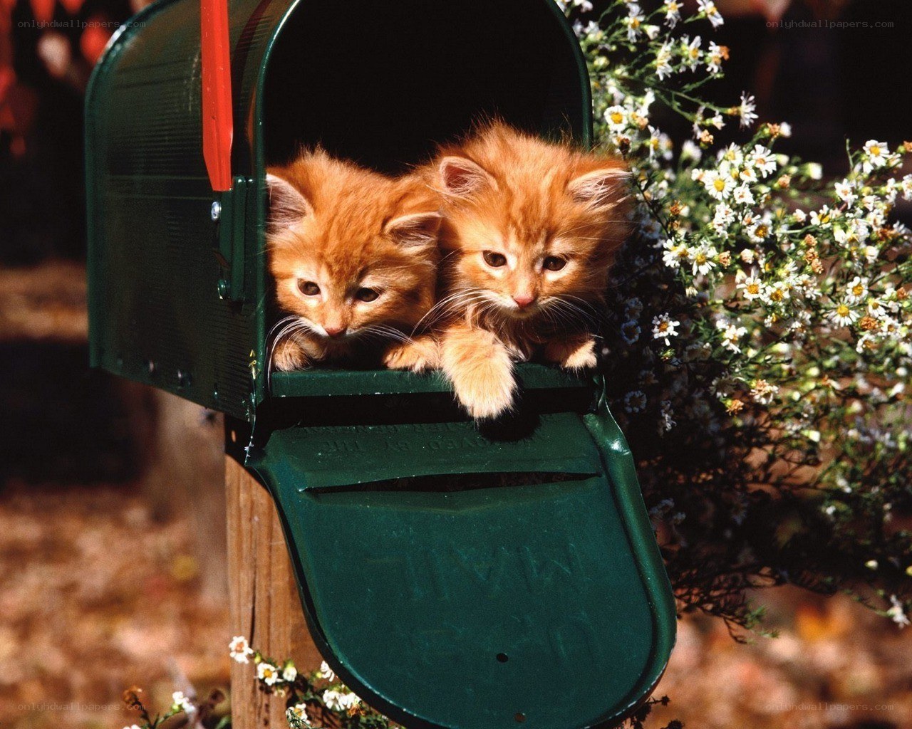 Two kittens in a mailbox