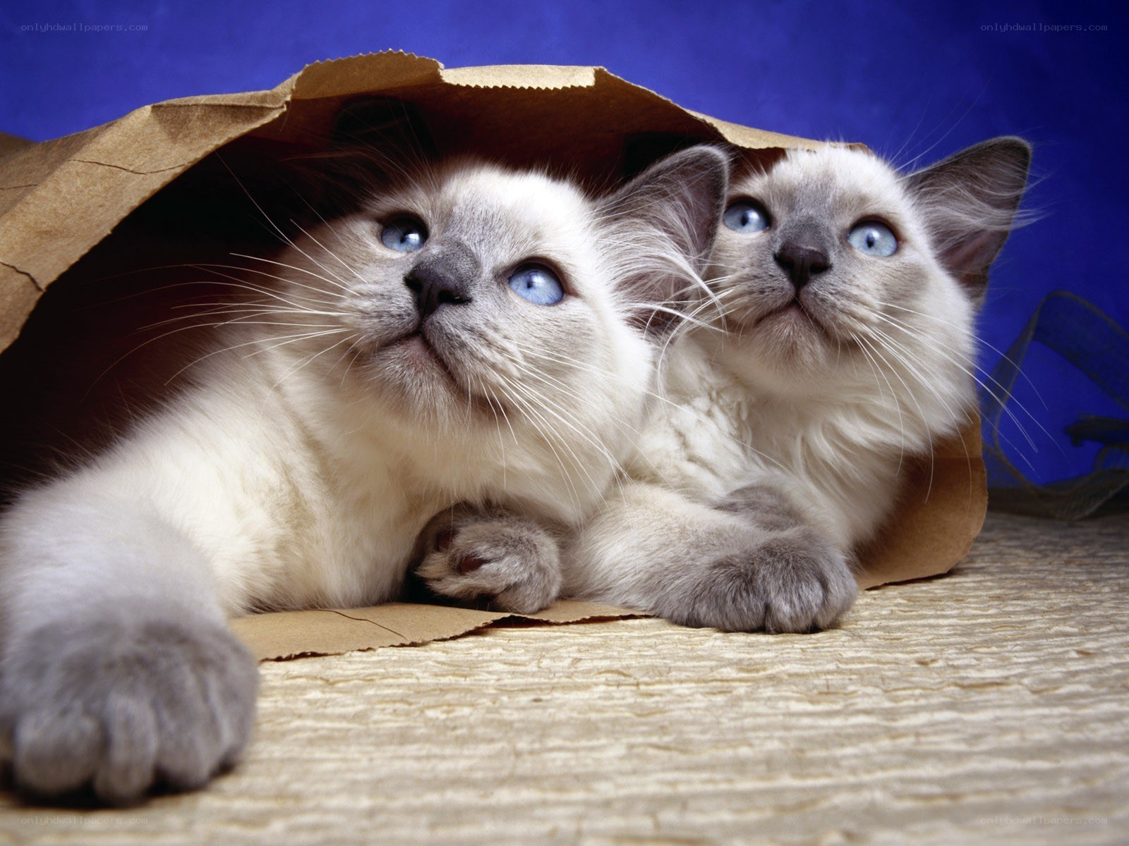 Two kittens in a paper bag