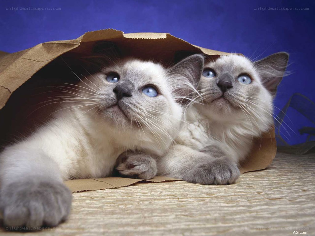two kittens in a paper bag