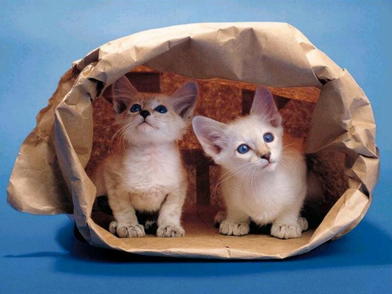 two kittens in a paper bag