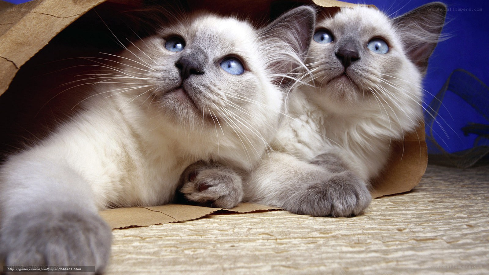 two kittens in a paper bag