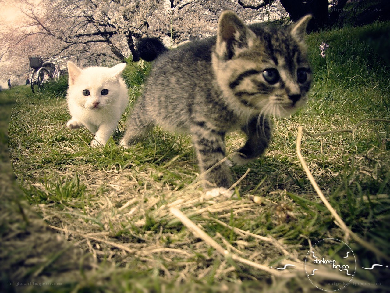 Two kittens in a park
