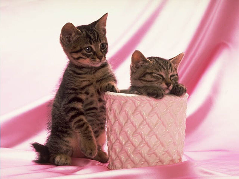 Two kittens in a pink pot
