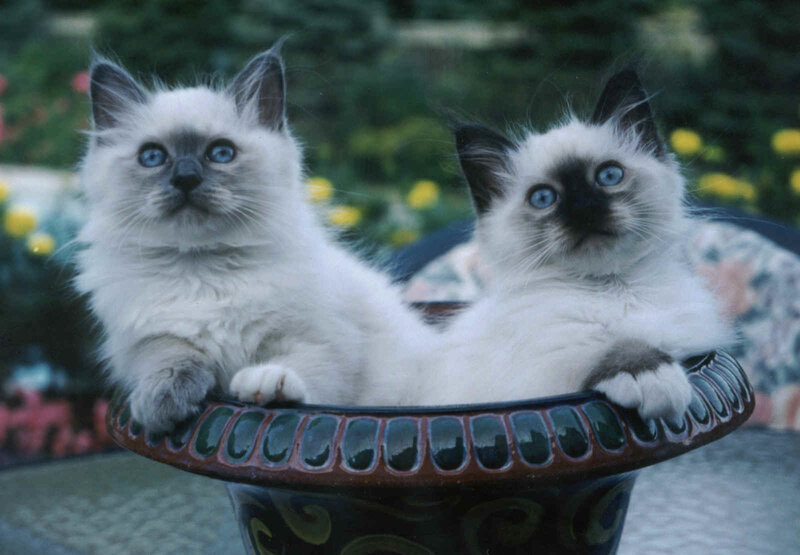 Two kittens in a planter