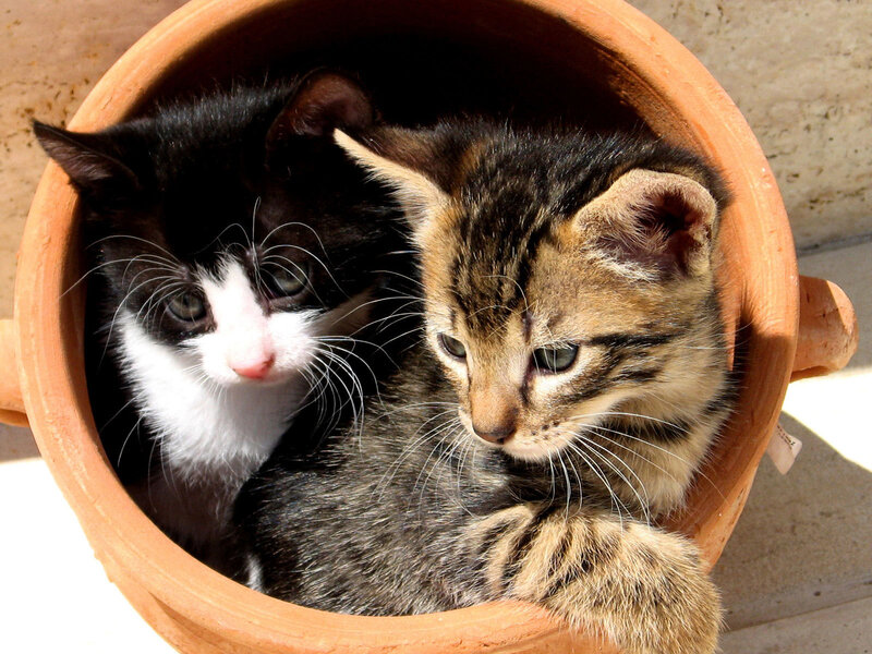 Two kittens in a pot