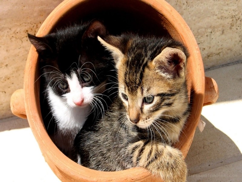 Two kittens in a pot