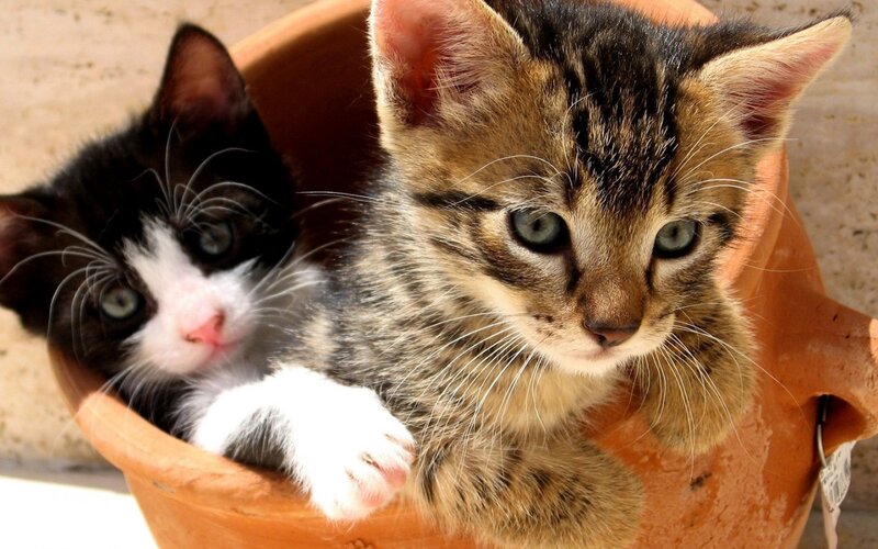 Two Kittens in a Pot — Brown, Calm, Afternoon