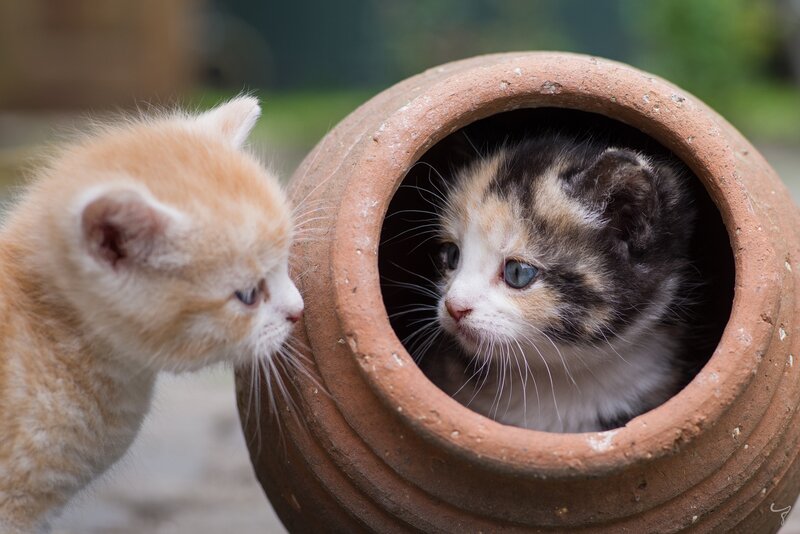 Two Kittens in a Pot — Brown, Curious