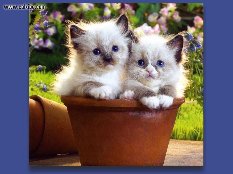 Two Kittens in a Pot — Brown