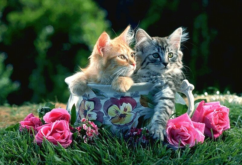 Two Kittens in a Pot — Pink