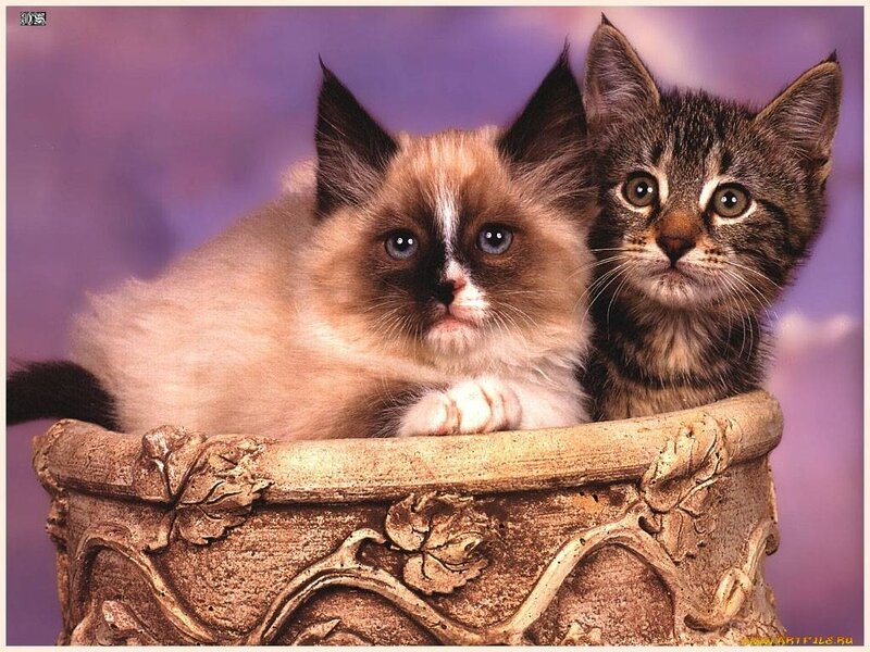 Two Kittens in a Pot — Purple, Calm