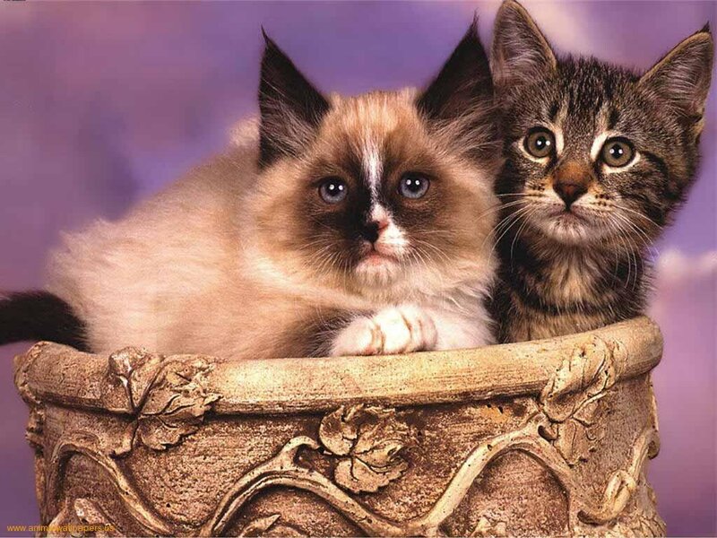 Two Kittens in a Pot — Purple
