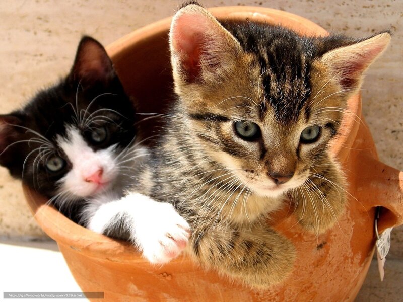 Two kittens in a pot