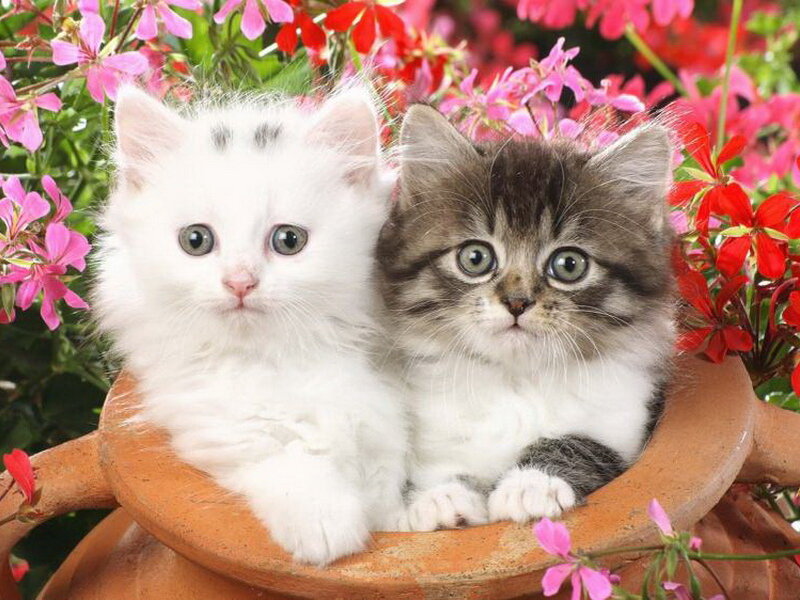 Two Kittens in a Pot — White, Calm, Spring