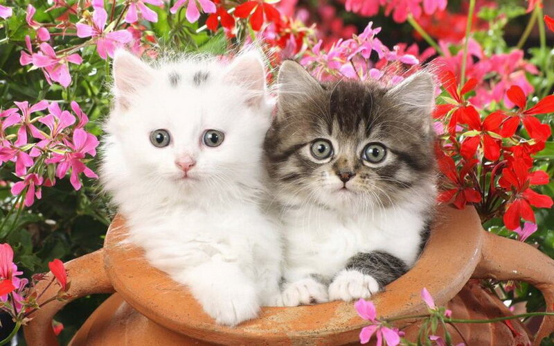 Two Kittens in a Pot — White, Calm