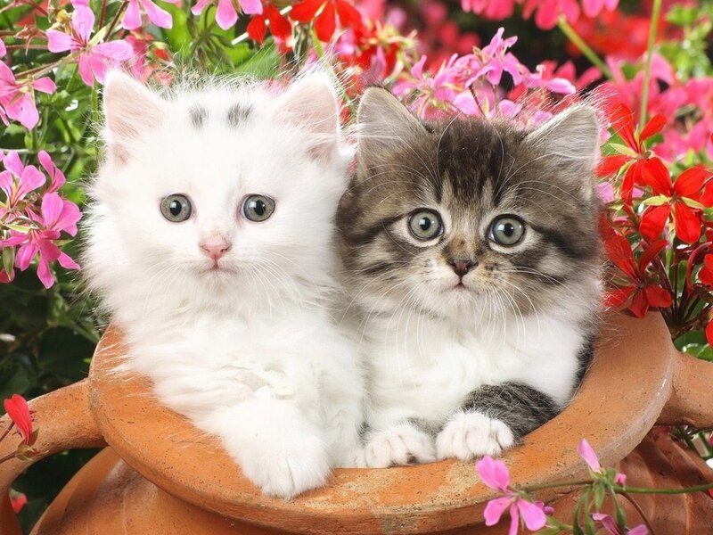 Two Kittens in a Pot — White