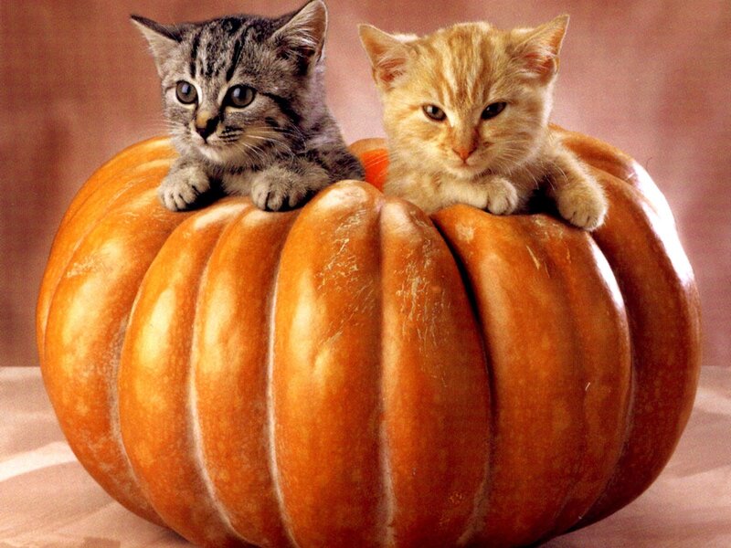 Two kittens in a pumpkin
