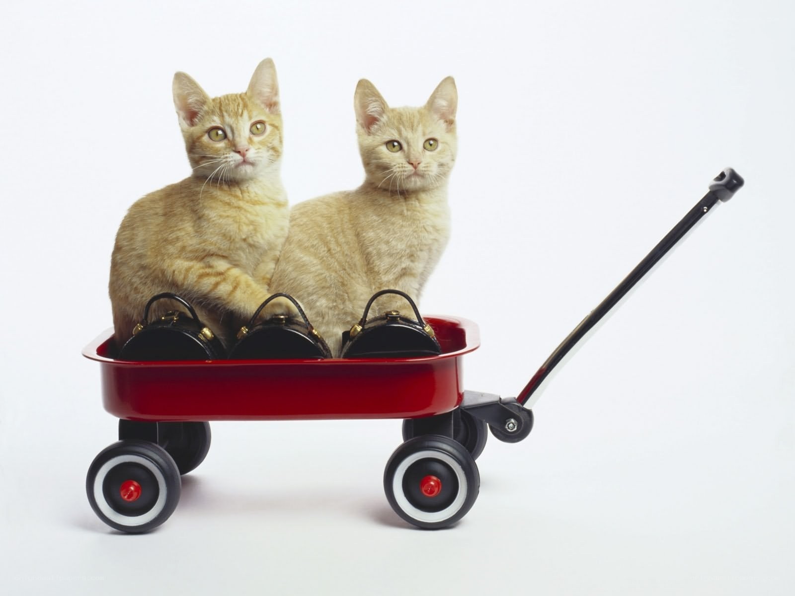 Two kittens in a red wagon