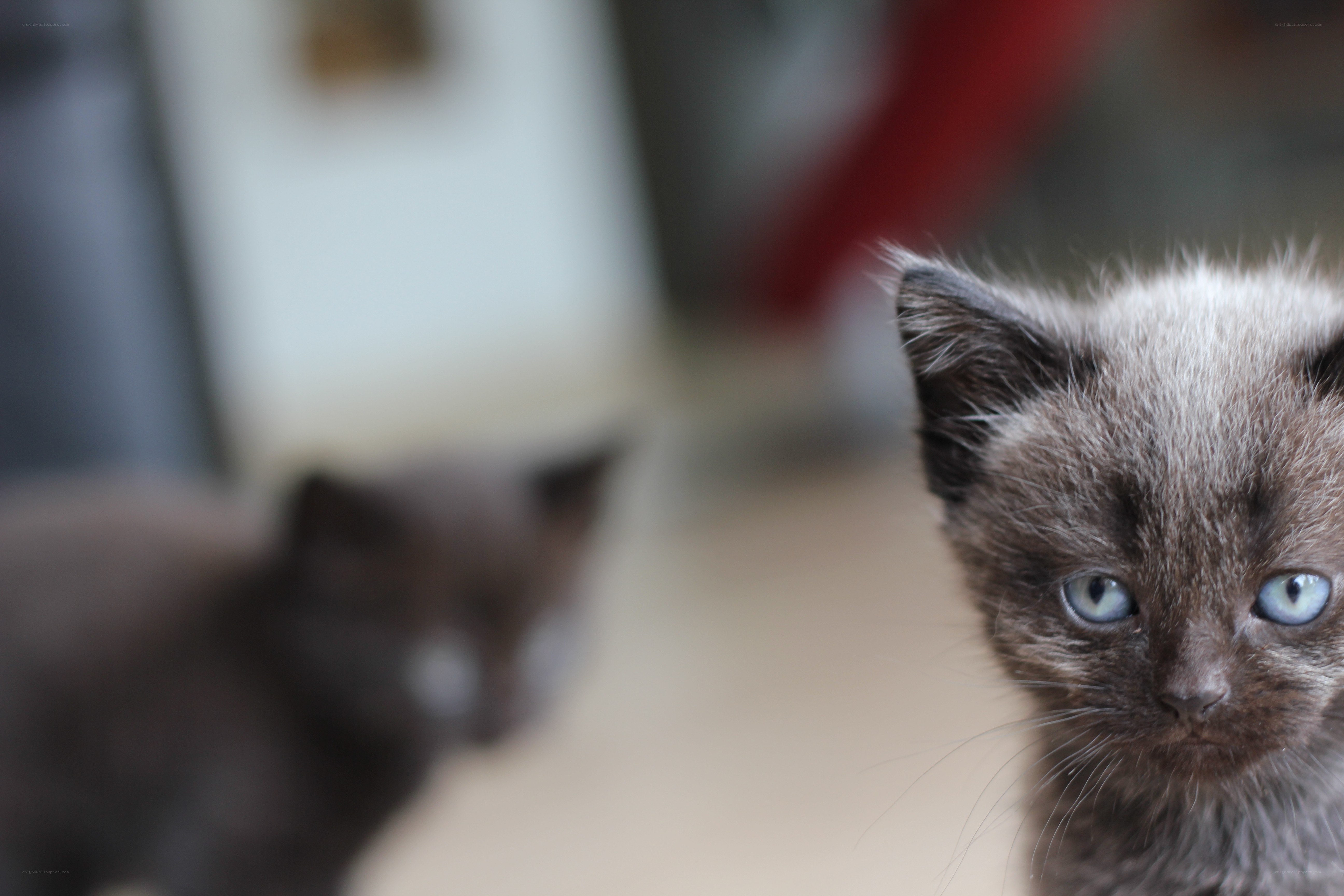 Two kittens in a room