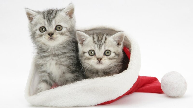 two kittens in a santa hat