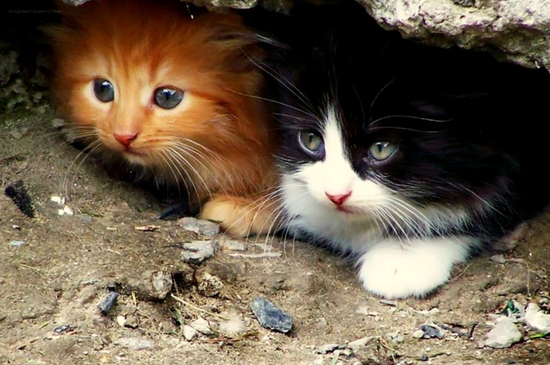 Two kittens in a shelter