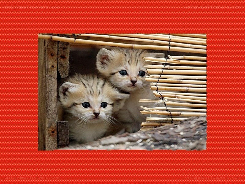 two kittens in a shelter