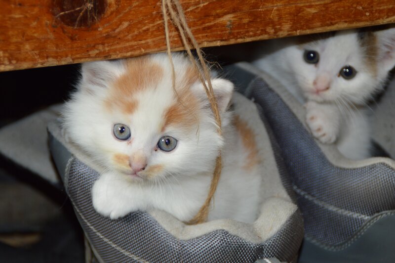 Two kittens in a shoe