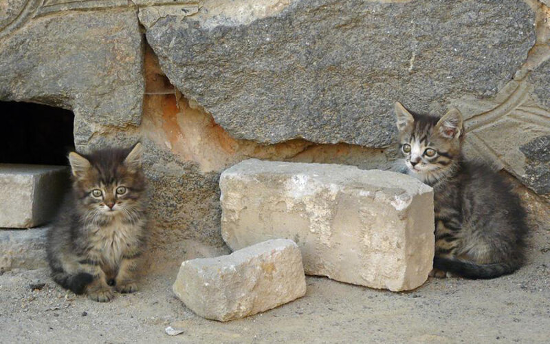 Two kittens in a stone shelter