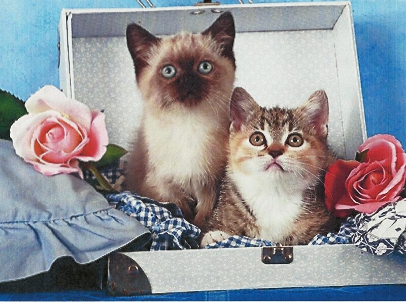 Two Kittens in a Suitcase