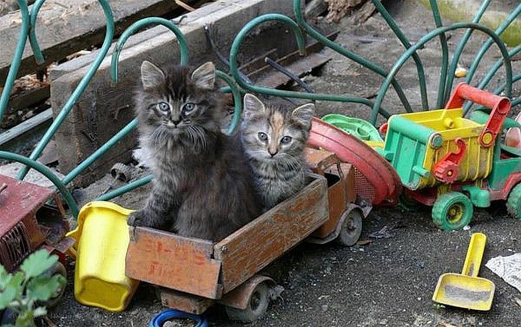 Two kittens in a toy truck