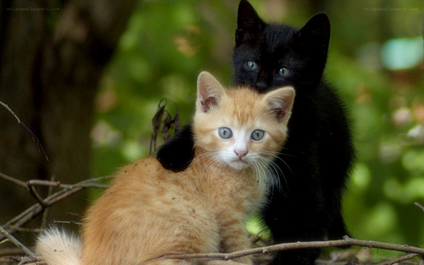 Two kittens in a tree