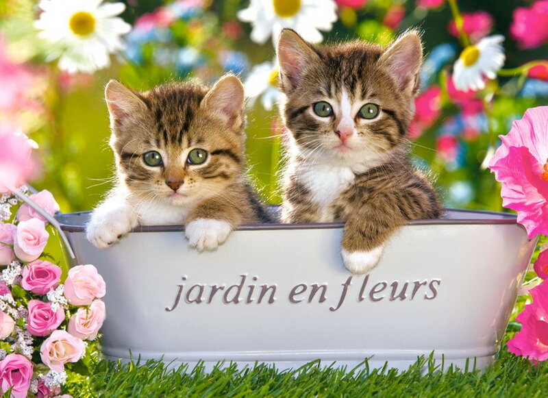 Two Kittens in a Tub — Green