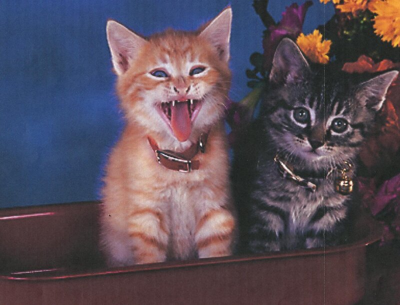 Two Kittens in a Tub — Orange