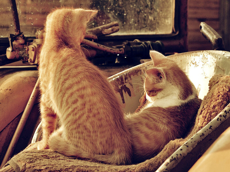 Two Kittens in a Tub