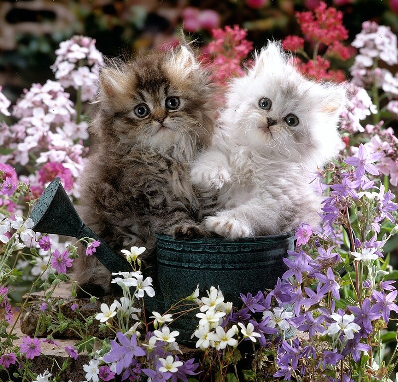Two Kittens in a Watering Can