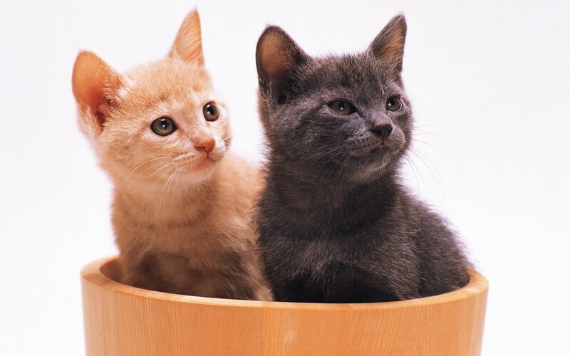 two kittens in a wooden bowl