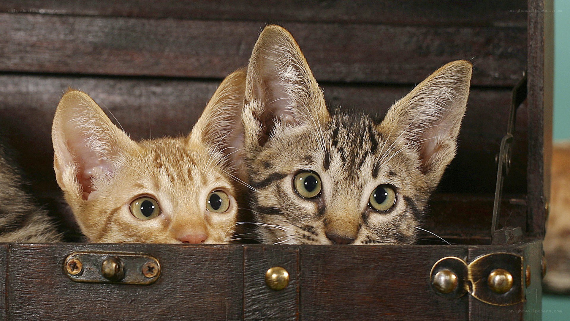 two kittens in a wooden box