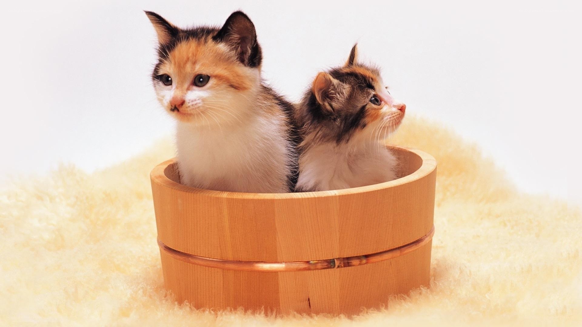 Two kittens in a wooden bucket