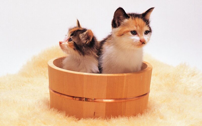 Two kittens in a wooden bucket